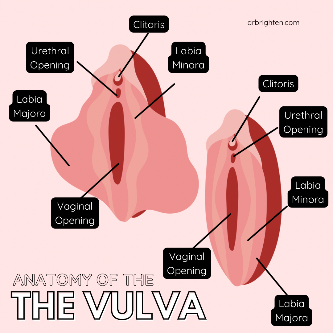 An illustration of the anatomy of the vulva, labeled with areas such as clitoris, urethral opening, vaginal opening, and labia minora. The image also includes the text 'Anatomy of the Vulva' and the website 'drbrighten.